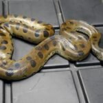 Green Anaconda For Sale