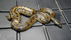 Green Anaconda For Sale
