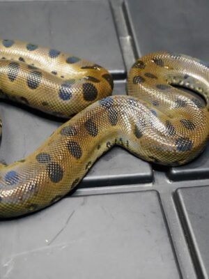 Green Anaconda For Sale