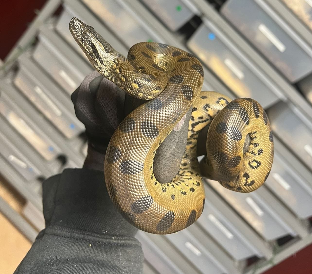 Green Anaconda For Sale - Image 2
