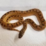 Yellow Anaconda For Sale