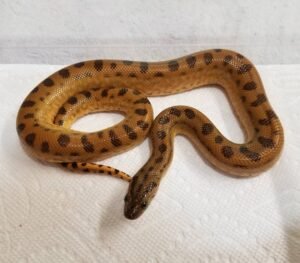 Yellow Anaconda For Sale