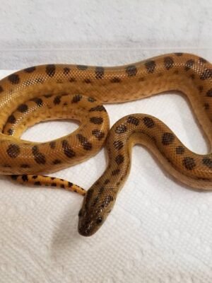 Yellow Anaconda For Sale