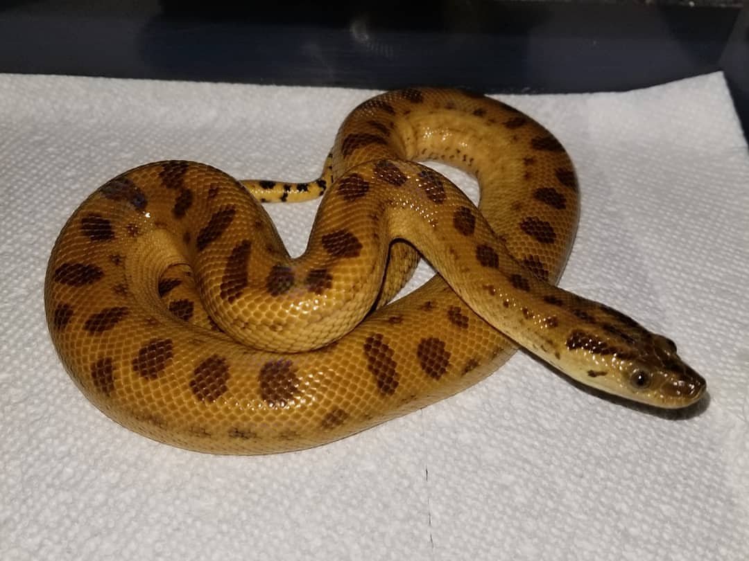 Yellow Anaconda For Sale - Image 2