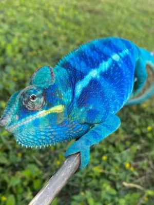 Nosy Be Panther Chameleon For Sale