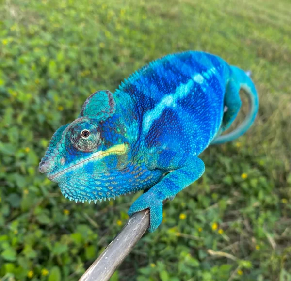 Nosy Be Panther Chameleon For Sale