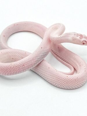 Amel Palmetto Cornsnake For Sale