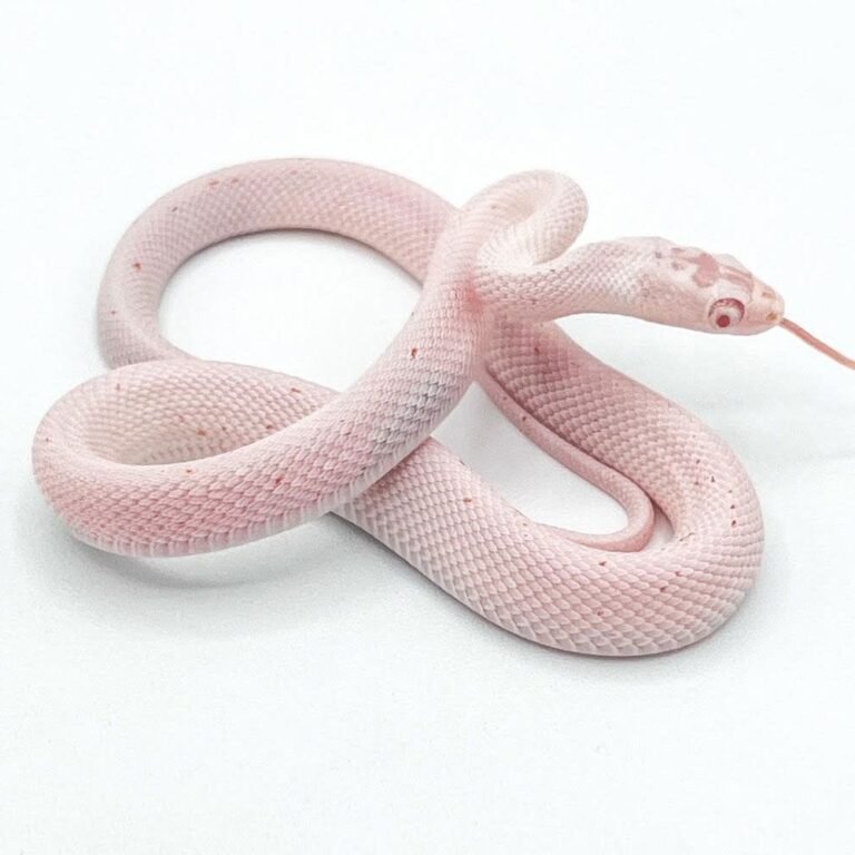 Palmetto Corn Snake Care Guide: Morph, Genetics, Enclosure, Diet & Everything I’ve Learned After Years of Breeding Them (2026)