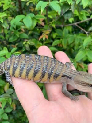 Drako