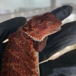 Bertha