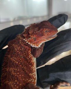 Bertha