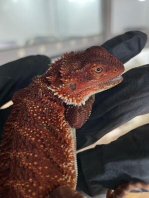 Bertha