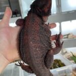 Chiquita
