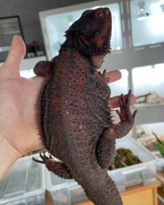 Chiquita