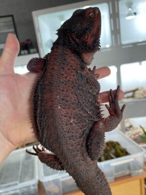 Chiquita
