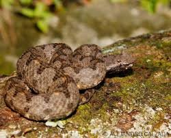 Horned Pit Viper For Sale - Image 2