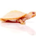 Baby Albino Pinkbelly Side neck Turtle For Sale
