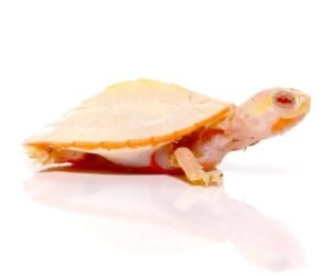 Baby Albino Pinkbelly Side neck Turtle For Sale