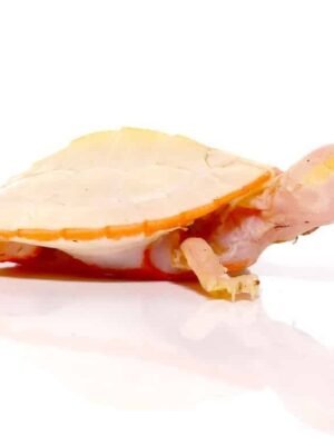 Baby Albino Pinkbelly Side neck Turtle For Sale