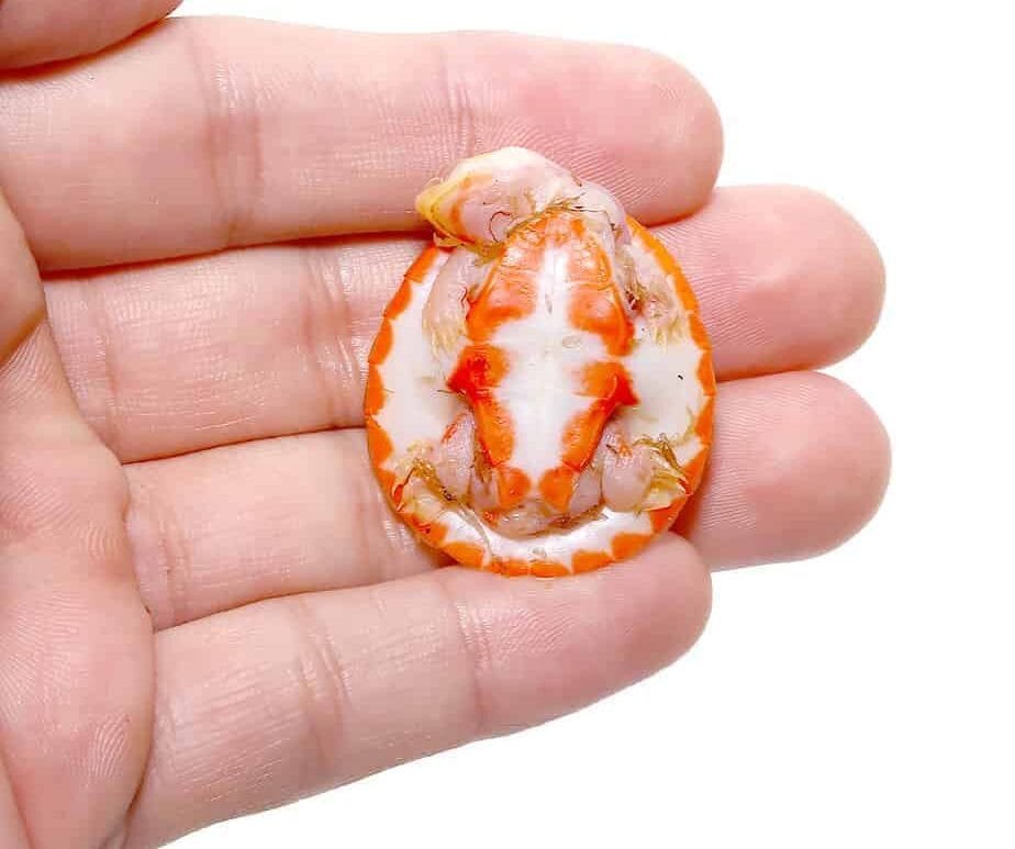 Baby Albino Pinkbelly Side neck Turtle For Sale - Image 2