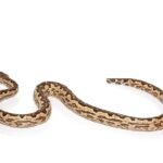 White San Isabel Island Ground Boa For Sale