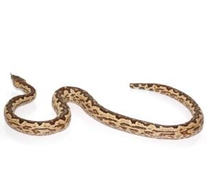 White San Isabel Island Ground Boa For Sale