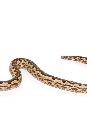 White San Isabel Island Ground Boa For Sale