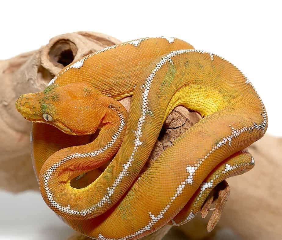 Baby Amazon Basin Emerald Tree Boa For Sale