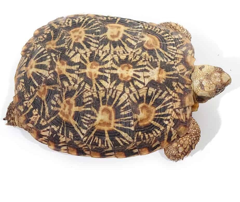 Adult Pancake Tortoise For Sale - Image 2