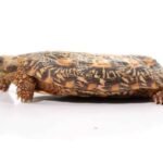 Adult Pancake Tortoise For Sale