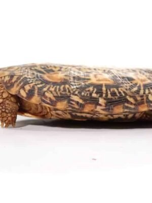 Adult Pancake Tortoise For Sale