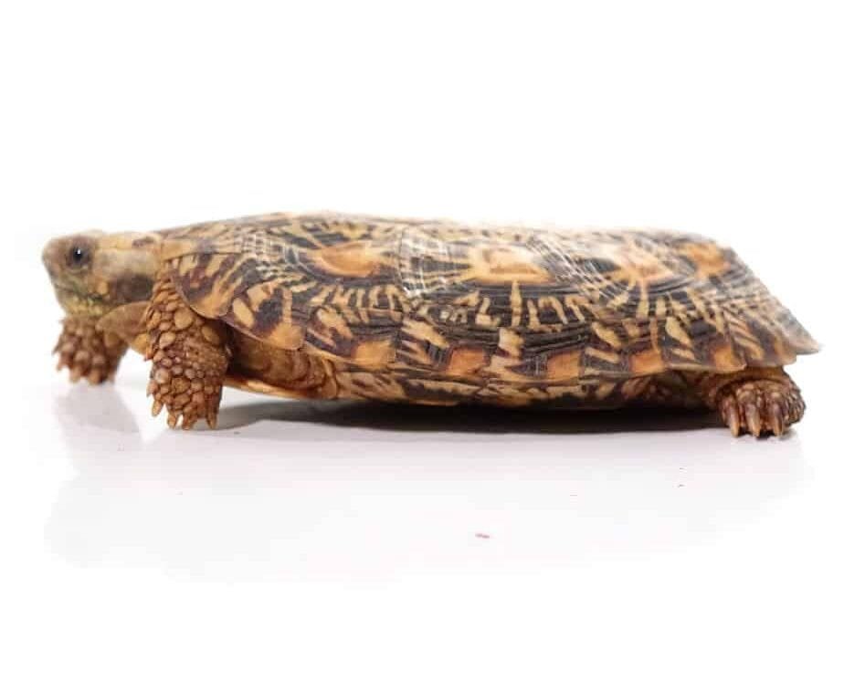 Adult Pancake Tortoise For Sale