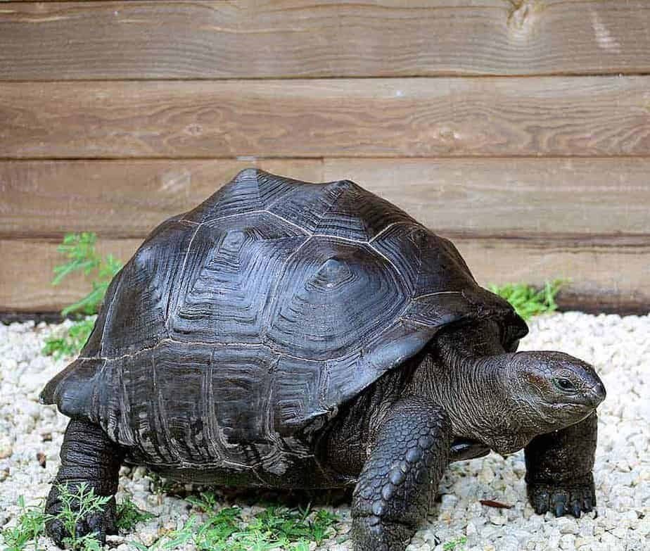 Aldabra Tortoise For Sale - Image 3