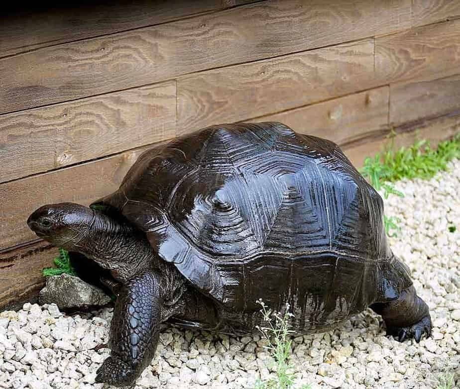 Aldabra Tortoise For Sale - Image 2