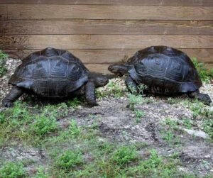 Aldabra Tortoise For Sale