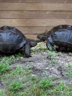 Aldabra Tortoise For Sale