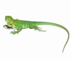 Lesser Antillean Iguana For sale