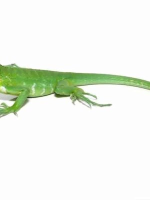 Lesser Antillean Iguana For sale
