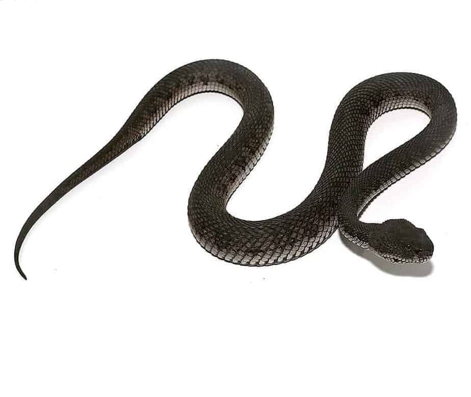 Black Purple Spotted Pit Viper For Sale - Image 2