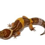 East Indian Leopard Gecko For Sale