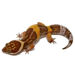 East Indian Leopard Gecko For Sale