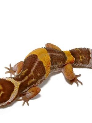 East Indian Leopard Gecko For Sale