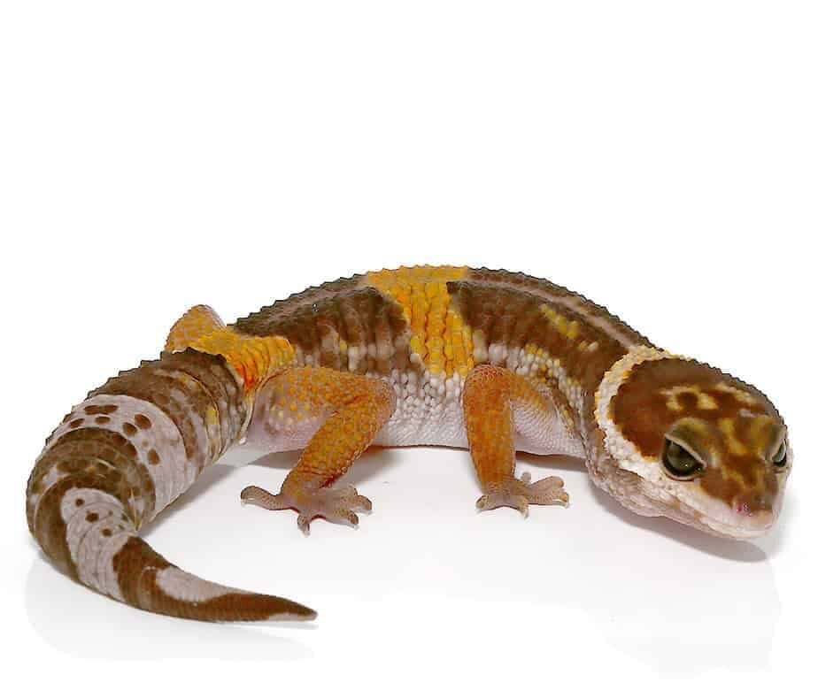 East Indian Leopard Gecko For Sale - Image 2