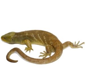Hypo Monkey Tail Skink For Sale