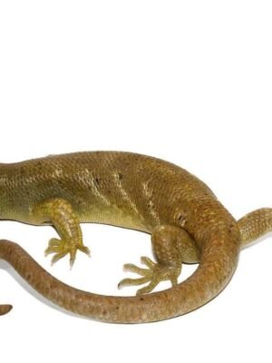 Hypo Monkey Tail Skink For Sale