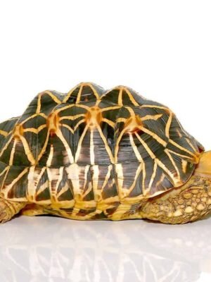 Indian Star Tortoise For Sale