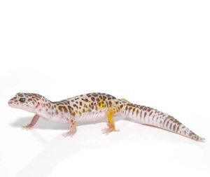 West Indian Leopard Gecko For Sale