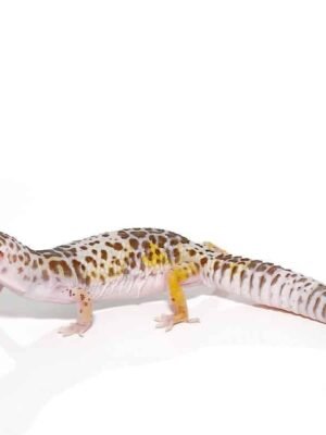 West Indian Leopard Gecko For Sale