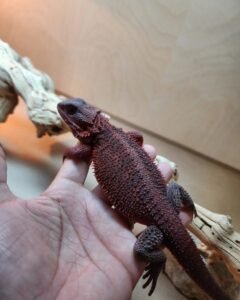 Flash