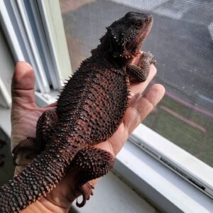 Mushu